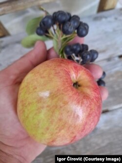 Voće iz sela Kralja