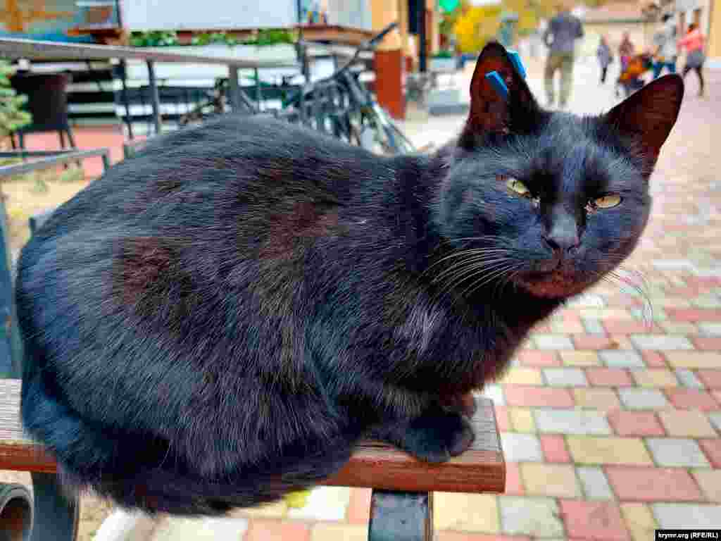 Коты – одна из визитных карточек Феодосии и других приморских городов Крыма. Обычно они сопровождают рыбаков на набережной в надежде на то, что те поделятся уловом. Феодосийские коты не боятся прохожих и охотно позируют на фотокамеру