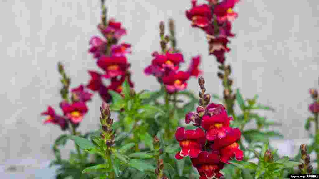 Антирринум, или «собачки», «львинный зев» на Киевском переулке. Если температура опустится ниже +7 градусов по Цельсию, этот цветок погибнет. Высокорослые виды «собачек» не вянут в вазе до двух недель