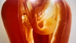 Эротическое тело и бестелесность. Аморальные овощи. Эротическое тело и бестелесность. Аморальные овощи.