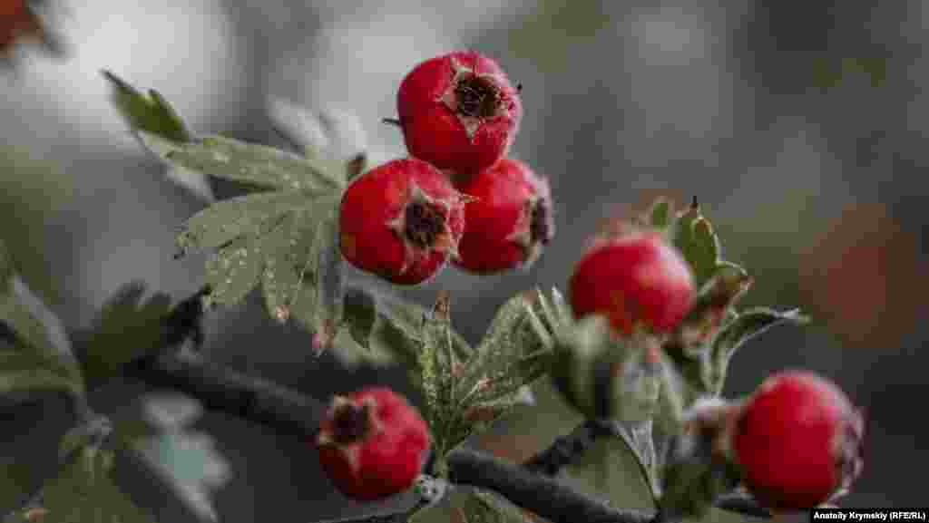 «Абориген» Ангарского перевала – сладкий крупноплодный боярышник