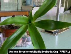 Золотий вус