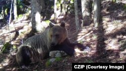Mrki medvjed snimljen šumskom kamerom u Crnoj Gori
