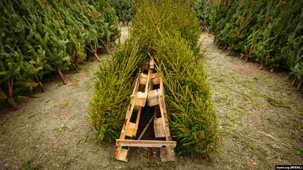 Елочный базар открыли в Севастополе 