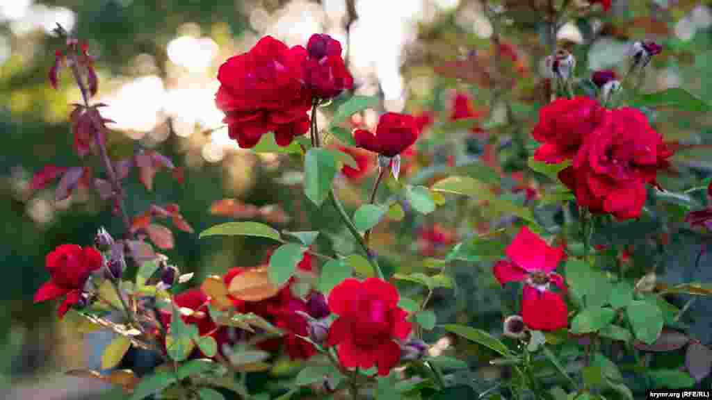 Гибридная роза Grand hotel – главный цветок здешнего розария