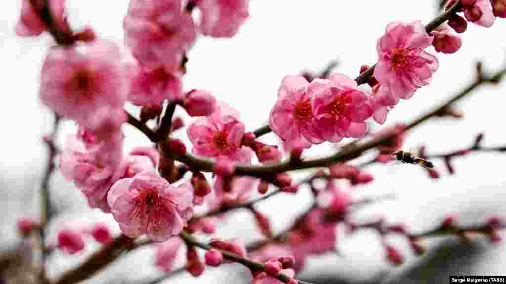 Диаметр цветков Абрикоса Муме достигает 1,5–1,7 см