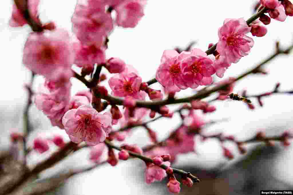 В Никитском ботаническом саду зацвел Абрикос Муме, который таже называют «японским абрикосом». Как сообщается на сайте ботсада, это произошло почти на месяц раньше обычного срока: в 2020 году дерево зацвело в конце января, а в 2019 – в начале февраля. Как рассказала куратор коллекции декоративных плодовых растений Никитского ботсада Лариса Комар-Темная, скорее всего, декабрьское цветение дерева связано с ранним приходом холодов в Крым: «Своим ранним цветением оно отреагировало на достаточно холодный сентябрь, да и октябрь с ноябрем в этом году не назовешь типичными. Так что у Абрикоса Муме было время набрать единицы холода. Он вошёл в состояние покоя, а с первым чувствительным потеплением порадовал нас волшебным цветением». Больше фотографий цветущего абрикоса Муме и Никитского ботанического сада – в фотогалерее
