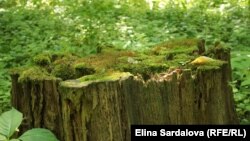 Директор Департаменту захисту довкілля та адаптації до зміни клімату заявив, що сильний вітер протягом доби в Києві повалив 578 дерев і пошкодив ще 532