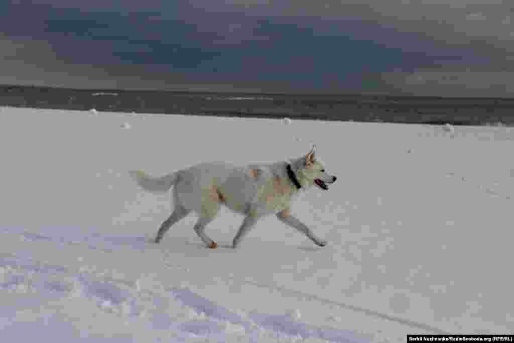 Для одеситів, кажуть вони, незвична така кількість снігу