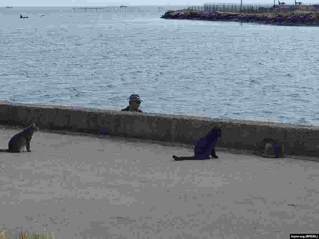 Поблизости заняли наблюдательную позицию дворовые коты. Они хорошо знают, что мелкая рыбешка перепадет им обязательно. Керченские коты на набережной – частые гости рыбаков. Сидят смирно, будто выстроились в очередь