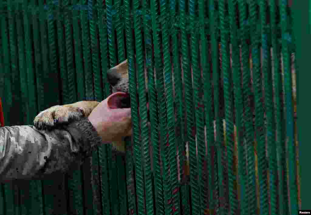 Наталія Попова гладить вовчицю Венеру. «З кожним разом стає все важче і важче знайти місця, куди приймуть наших тварин», – зазначає вона.  