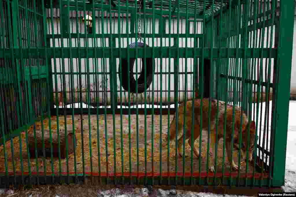 «Слава Богу, ми не втратили жодної тварини», – сказала вона, додавши, що притулок був у скрутному становищі  