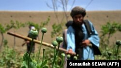 کشت خشخاش در افغانستان