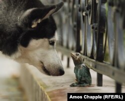 Пес дивиться на жабу біля колишньої штаб-квартири угорської телестанції