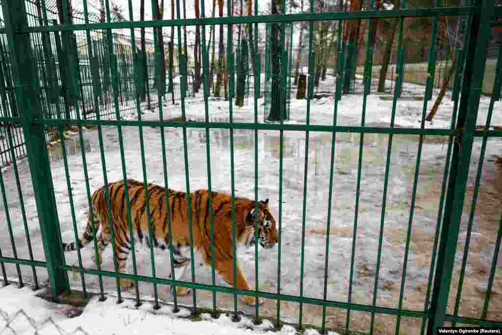Пізніше Наталія Попова створила в соцмережі сторінку «Допоможіть левиці», і жінці почали писати й інші люди з проханням допомогти з порятунком тварин – наприклад, цього тигра