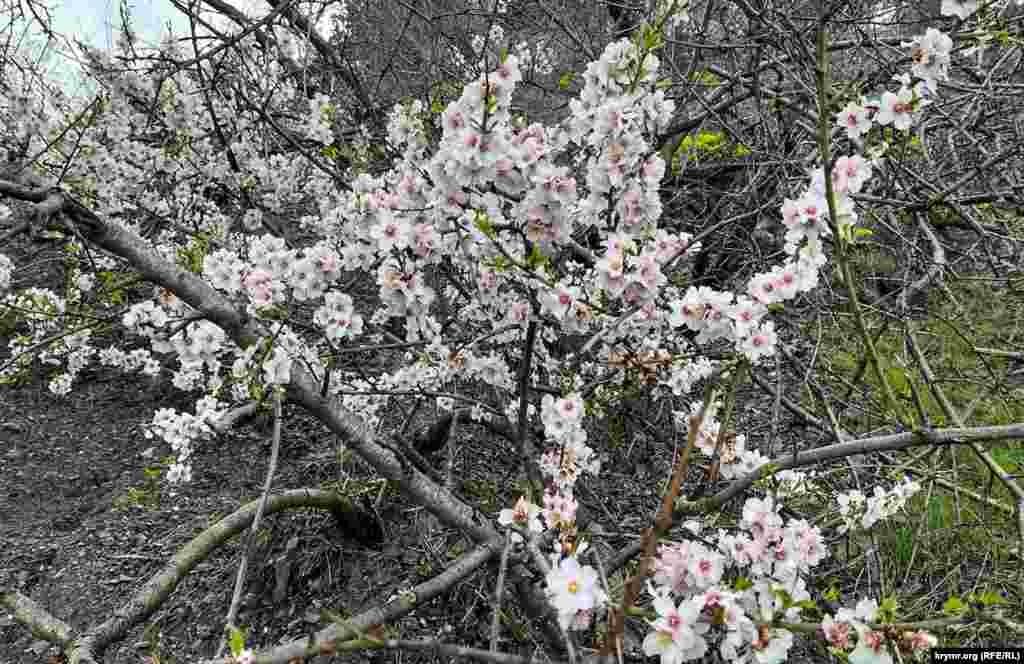 В разгаре цветение в Алуште алычи и миндаля