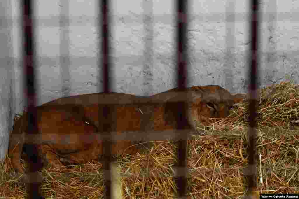 Левиця Юна постраждала від останнього обстрілу – тварина отримала струс мозку. Наталія каже: «Їй погано. Фізично їй стає краще з кожним днем, але психологічно вона в гіршому стані, ніж коли приїхала до нас в центр. Якщо ви запитаєте мене, чи є щось, чого вона не боїться, я не знайду, що сказати. Кішка, що пробігає повз, собака... Я навіть не можу її нагодувати, не викликавши в неї стрес»