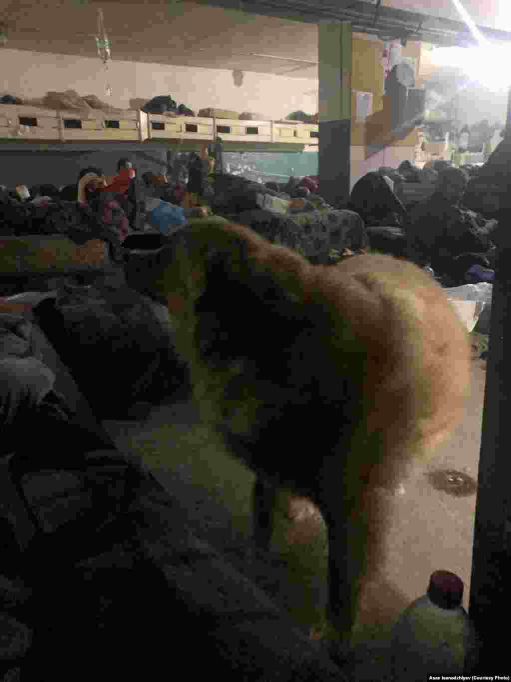 «Азовсталь», 2022 рік. Цю собаку військові забрали із заводської прохідної у бункер. Там вона і померла: під час одного з обстрілів «Азовсталі» на неї обвалилася стеля бункера