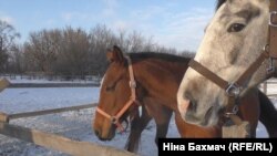 Врятовані коні