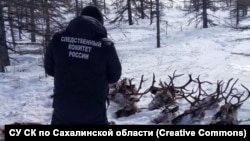 Убитые браконьерами олени, архивное фото