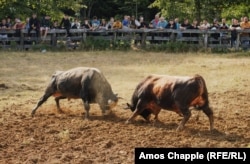 Глядачі спостерігають за боротьбою двох биків під час 251-ї Грмецької Кориди поблизу Остра Луки, Боснія і Герцеговина. Серпень. (Амос Чаппел, Центральна редакція новин Радіо Свобода)