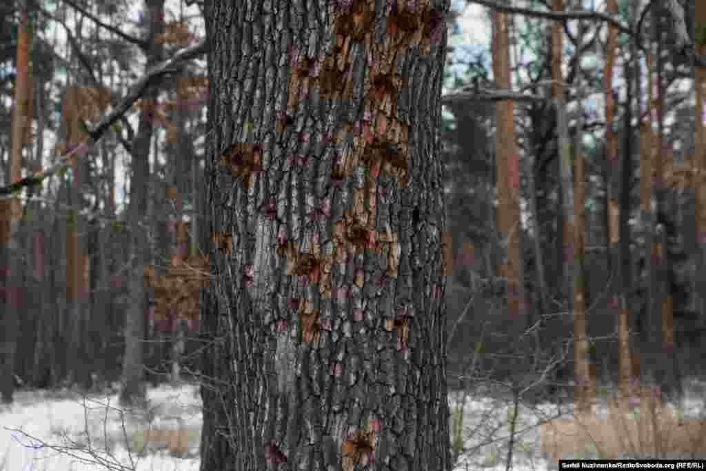 Дерева в лісі біля села посічені осколками і кулями