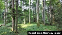 Prašuma Trstionica, jedna od 12 prašuma koliko ih ima u BiH, januar 2024.