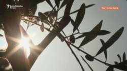 Ima li spasa za dva milenijuma staru maslinu u Baru?