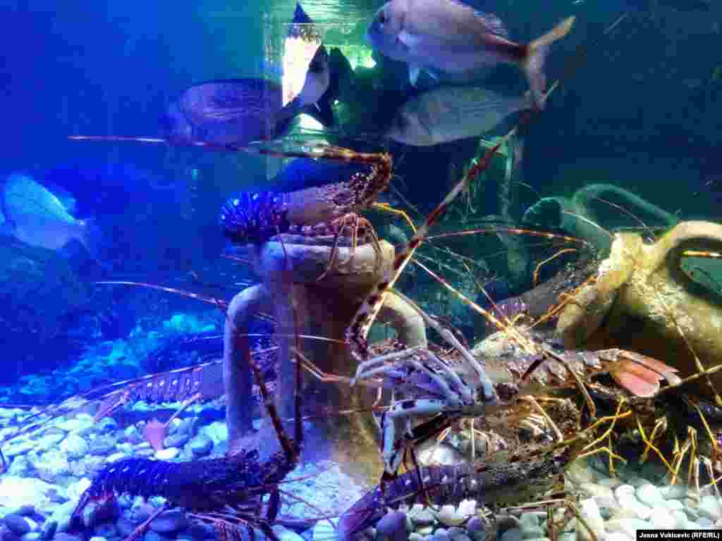 Među specijalitetima su i jastozi, koji se u mogu odabrati iz restoranskih akvarijuma. Kilogram se prodaje od 150 eura, i više.  