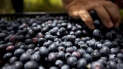 Sirovina za bh. i strano tržište, radna mjesta za mještane Sirovina za bh. i strano tržište, radna mjesta za mještane