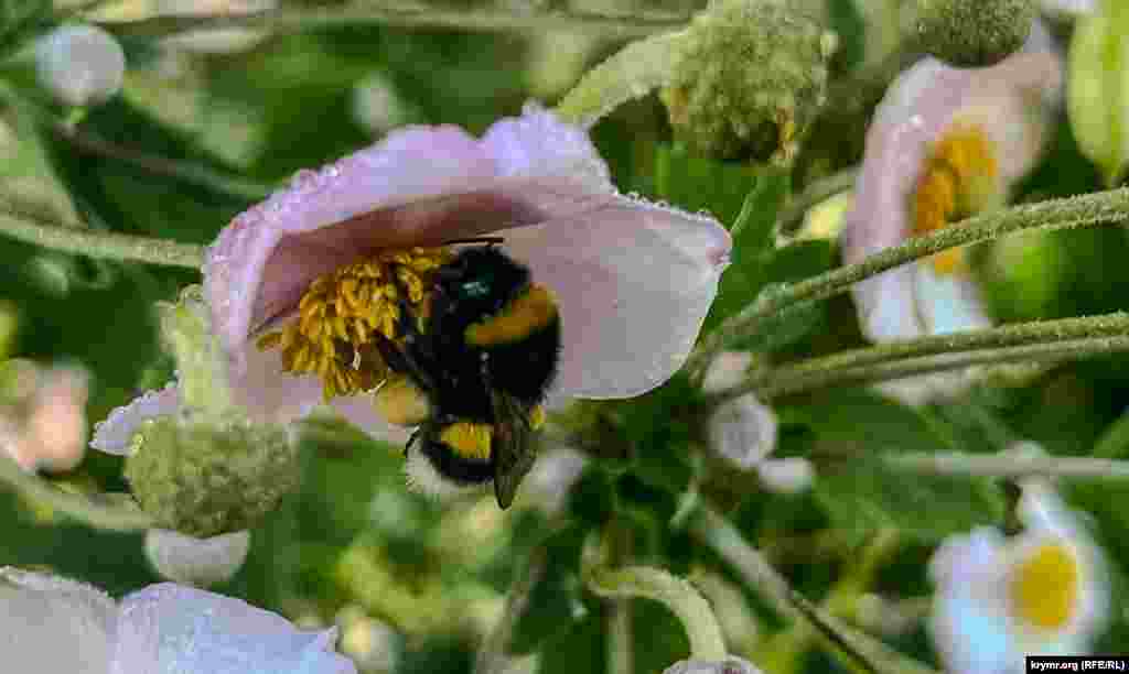 Шмель «работает» в тени цветочных лепестков