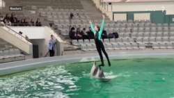 د اوکراين ډالفين کبان رومانيا کې کرتبونه وړاندې کوي د اوکراين ډالفين کبان رومانيا کې کرتبونه وړاندې کوي