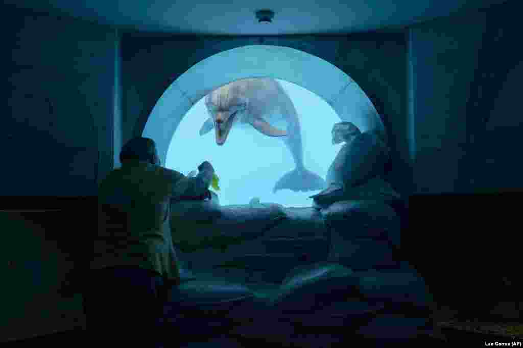 67-річний ентомолог Юрій Войтенко спілкується із Зевсом через підводне оглядове вікно, укріплене мішками з піском. Дельфінарій «Немо» в Харкові, 21 вересня 2022 року