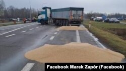 Українське зерно, розсипане учасниками блокування кордону з Україною. Польща, поблизу пункту пропуску «Дорогуськ-Ягодин». 11 лютого 2024 року
