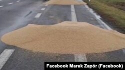 Розсипане учасниками блокування кордону з Україною зерно. Польща, поблизу пункту пропуску «Дорогуськ-Ягодин». 11 лютого 2024 року