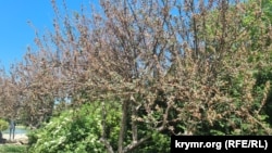 Побитые заморозком яблони