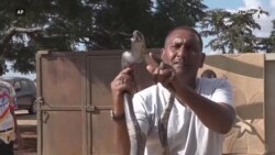 د لیبیا پاړوګر وايي له مارانو سره لوبې له ژوند سره لوبې کول دي  د لیبیا پاړوګر وايي له مارانو سره لوبې له ژوند سره لوبې کول دي