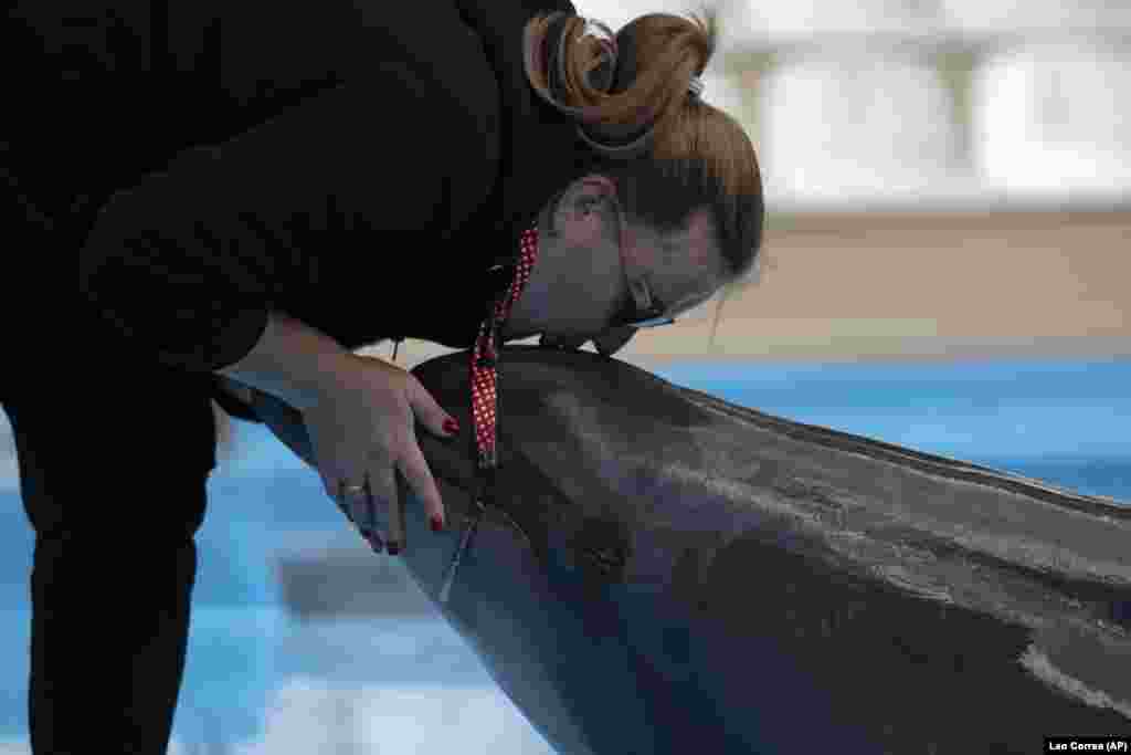 Дресирувальниця Вікторія Литневська цілує Зевса. Дельфінарій «Немо» в Харкові, 21 вересня 2022 року