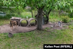 Пси пильнують садочок Наталії та Тетяни в Козачій Лопані