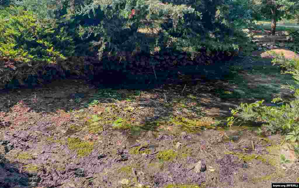 Третий, самый нижний, пруд практически полностью пересох. Ботсад, Симферополь, середина июля 2024 г.