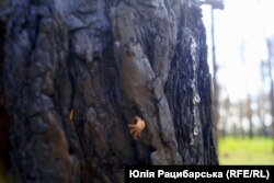 Обгоріла від вогню російських військових кора сосни