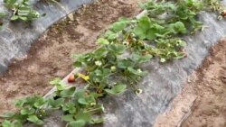 Кишоварзони Хатлонро бо абзори нав "мусаллаҳ" карданд Кишоварзони Хатлонро бо абзори нав "мусаллаҳ" карданд