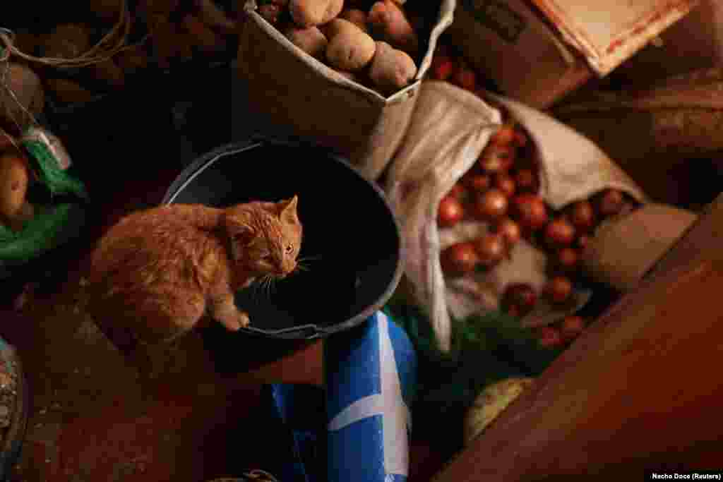 Брат Степана Володимир живе з родиною та котом в сусідньому будинку. Він, його дружина Тетяна та 21-річна онука Світлана живуть у єдиній кімнаті в будинку, де ще є дах  