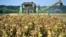 Croatia - A field worker harvests sunflowers in a field in Slavonia near the town Osijek in eastern Croatia, some 400 km from Zagreb, on August 24, 2012.