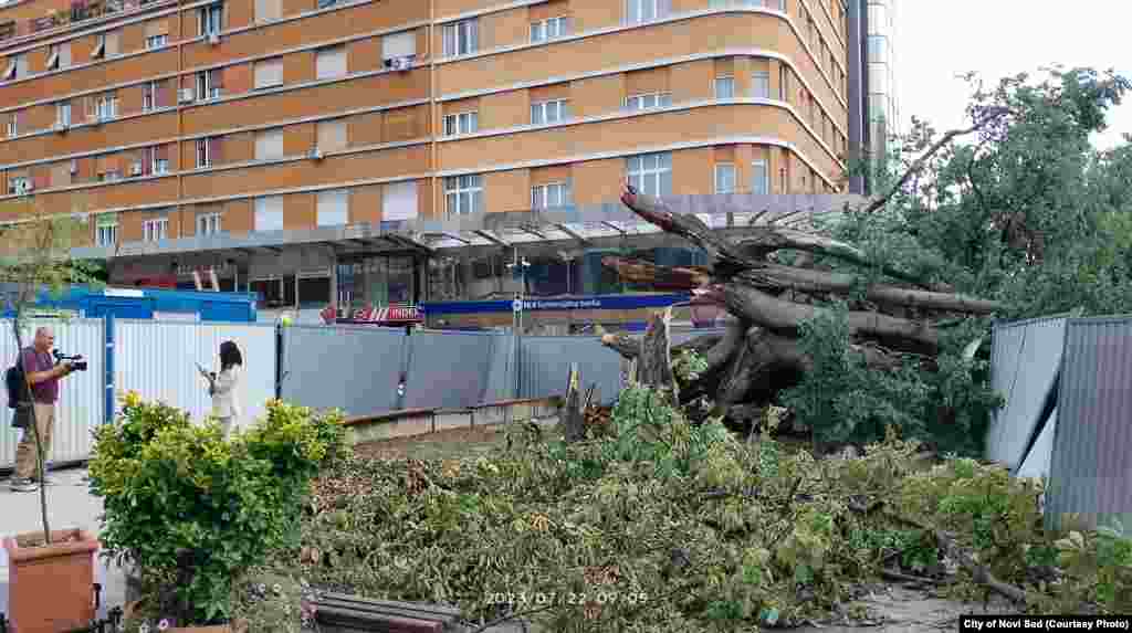 U olujnom nevremenu 21. jula na području Vojvodine, tri osobe su stradale, a više je povređeno. Najteže je pogođen Novi Sad, gde je i dan kasnije vidljiva materijalna šteta.&nbsp; Na fotografiji: Najstarije stablo u centru Novog Sada uništeno je u nevremenu. Stablo koprivića je bilo pod zaštitom, kao spomenik prirode. Gradske vlasti su saopštile da je sanacija nemoguća. &nbsp;