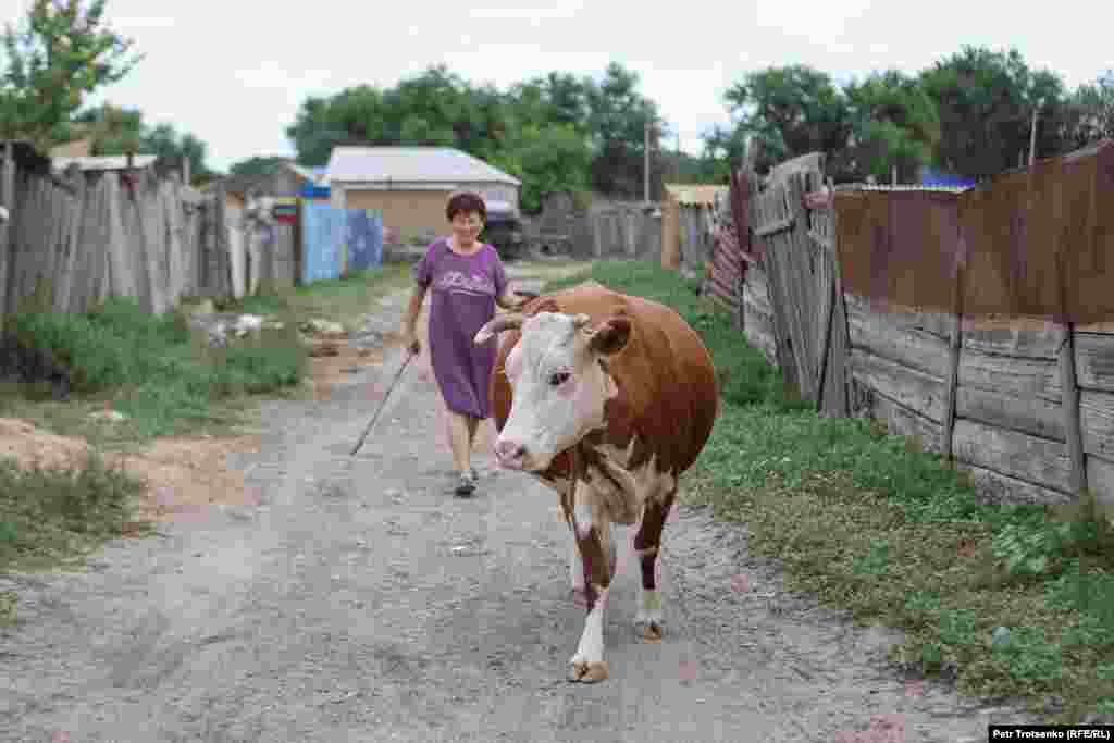 Maržan Mahmetova s kravom u Hanu Ordasiju. "Ne bih rekla da imamo ozbiljnih ekoloških problema, ali kada se lansiraju rakete i dune vetar s jezera, moji krastavci odmah uvenu. Moram da ih poprskam vitaminima, inače neće biti žetve", kaže Maržan Mahmetova, meštanka Hana Ordasija.