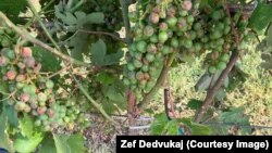 Zefu Dedvukaju su grad i olujno nevrijeme uništili vinograd u Malesiji, nadomak Podgorice