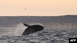 Крім Ісландії, китобійним промислом займаються Норвегія та Японія. Фото ілюстративне