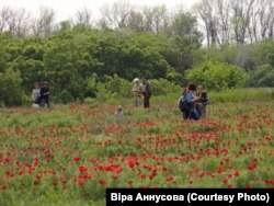 Воронець, ботанічна пам'ятка природи місцевого значення, Біловодський район Луганщини