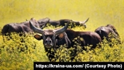 Национальный заповедник «Аскания Нова». Украина, Херсонская область